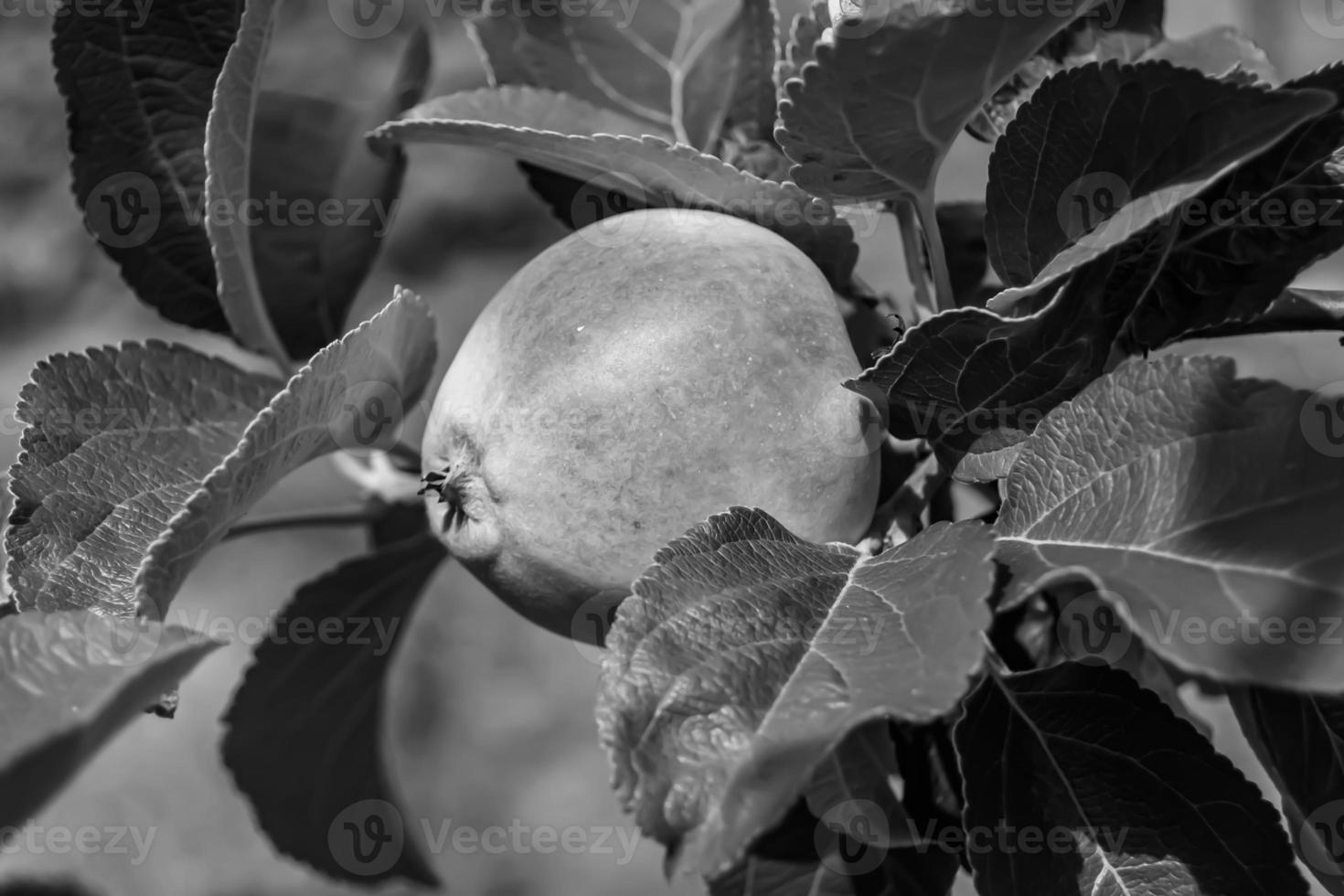 Photography on theme beautiful fruit branch apple tree photo