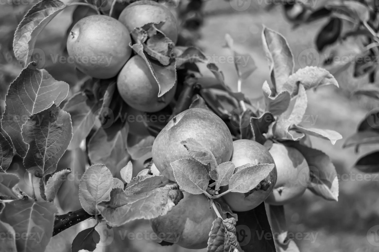 fotografía sobre el tema hermosa fruta rama manzano foto