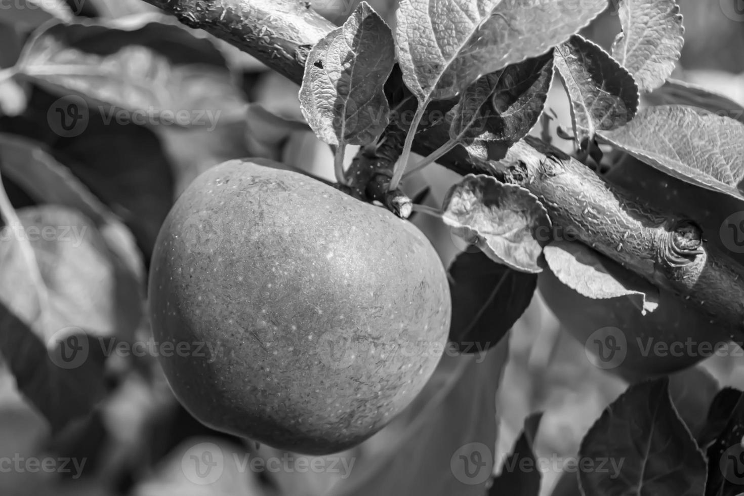 fotografía sobre el tema hermosa fruta rama manzano foto