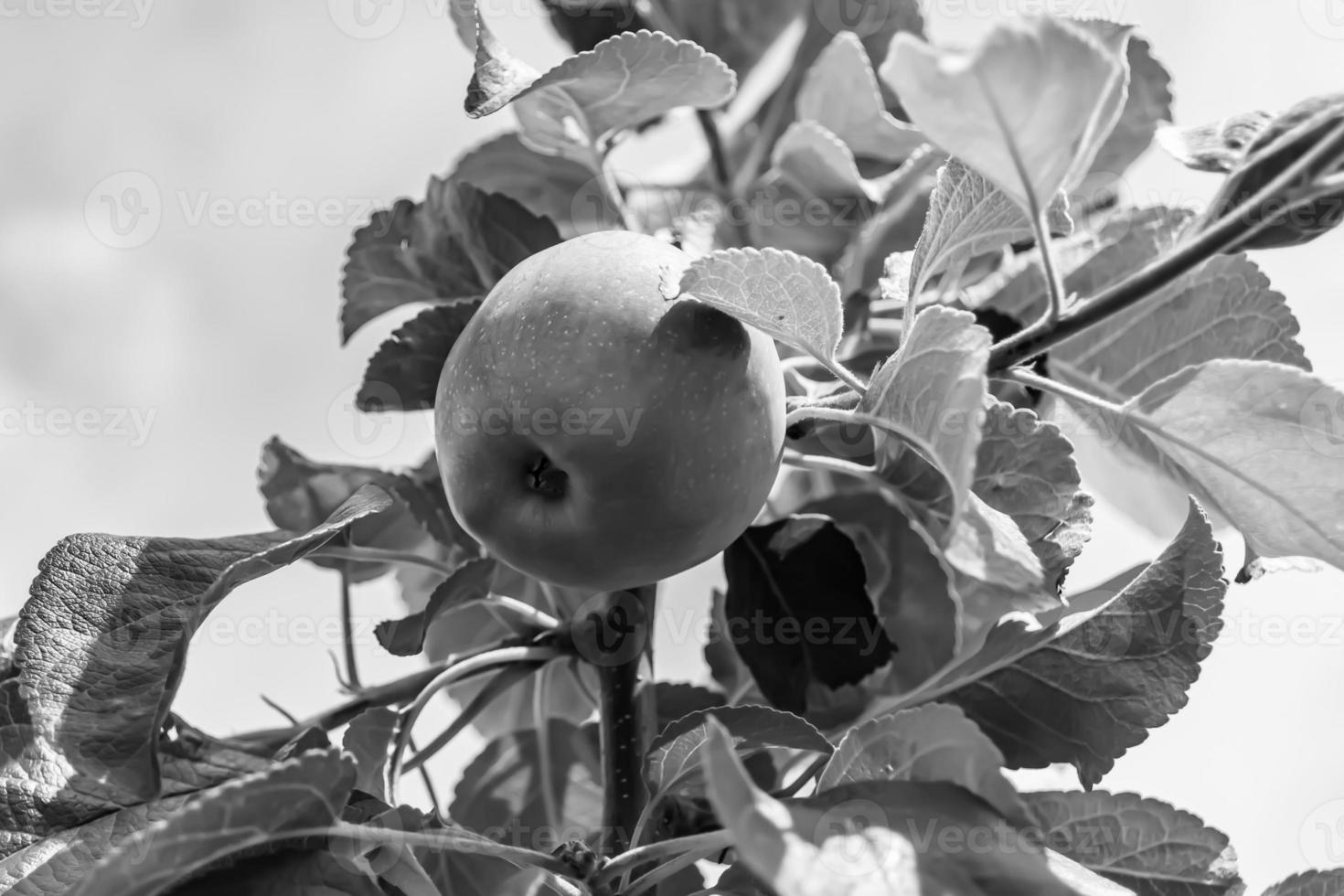 fotografía sobre el tema hermosa fruta rama manzano foto