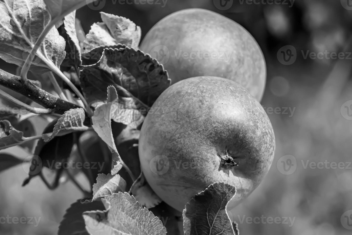 Photography on theme beautiful fruit branch apple tree photo