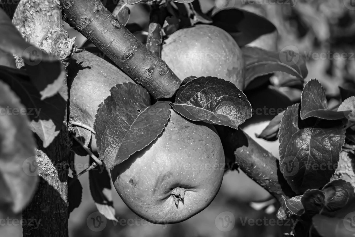 Photography on theme beautiful fruit branch apple tree photo