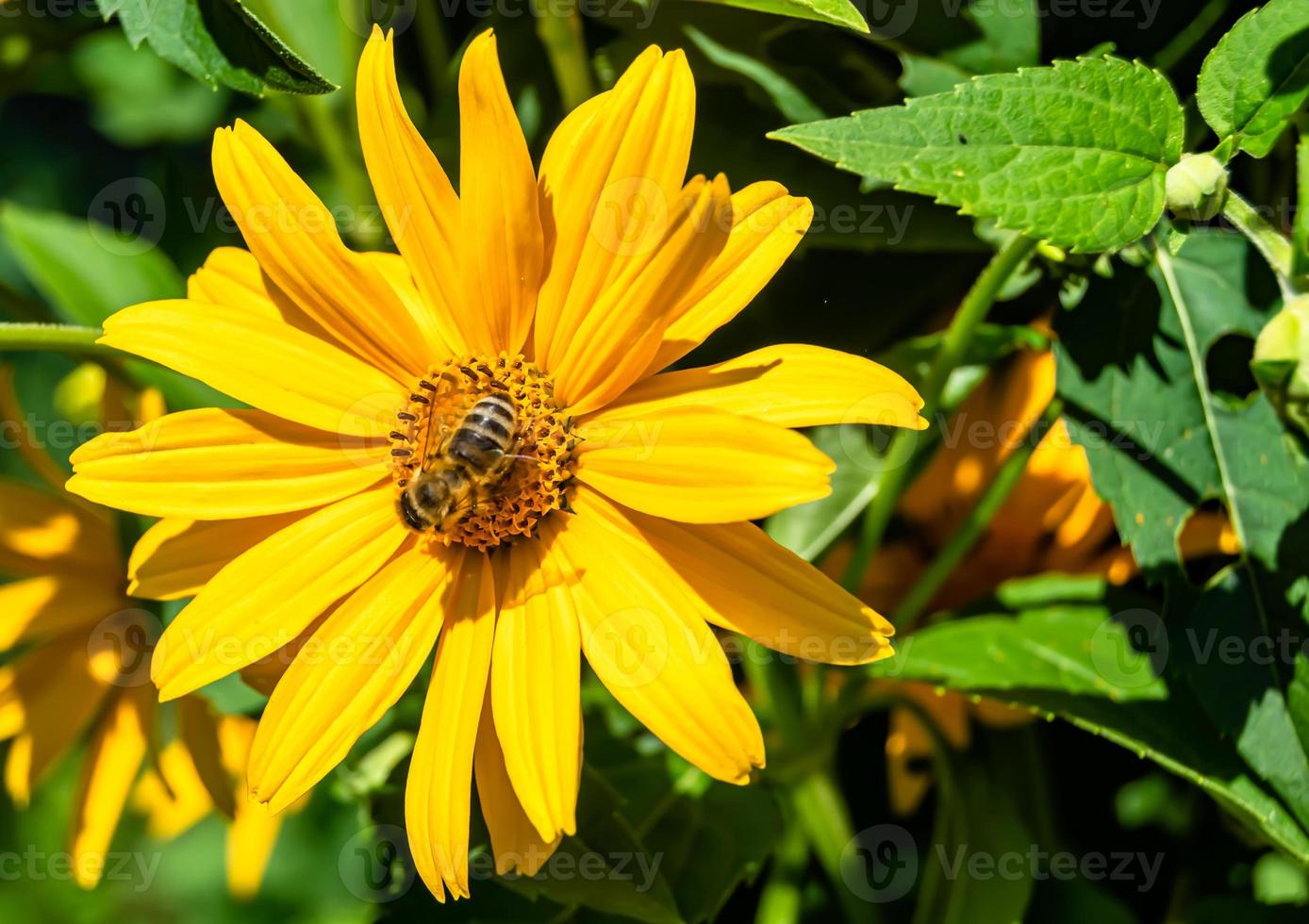 Beautiful wild flower winged bee on background foliage meadow photo