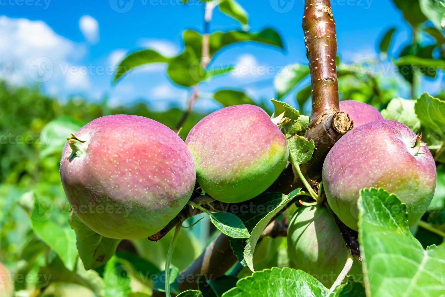 fotografía sobre el tema hermosa fruta rama manzano foto