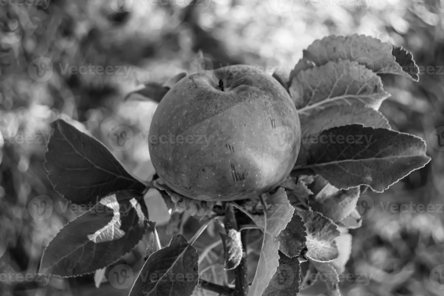 fotografía sobre el tema hermosa fruta rama manzano foto