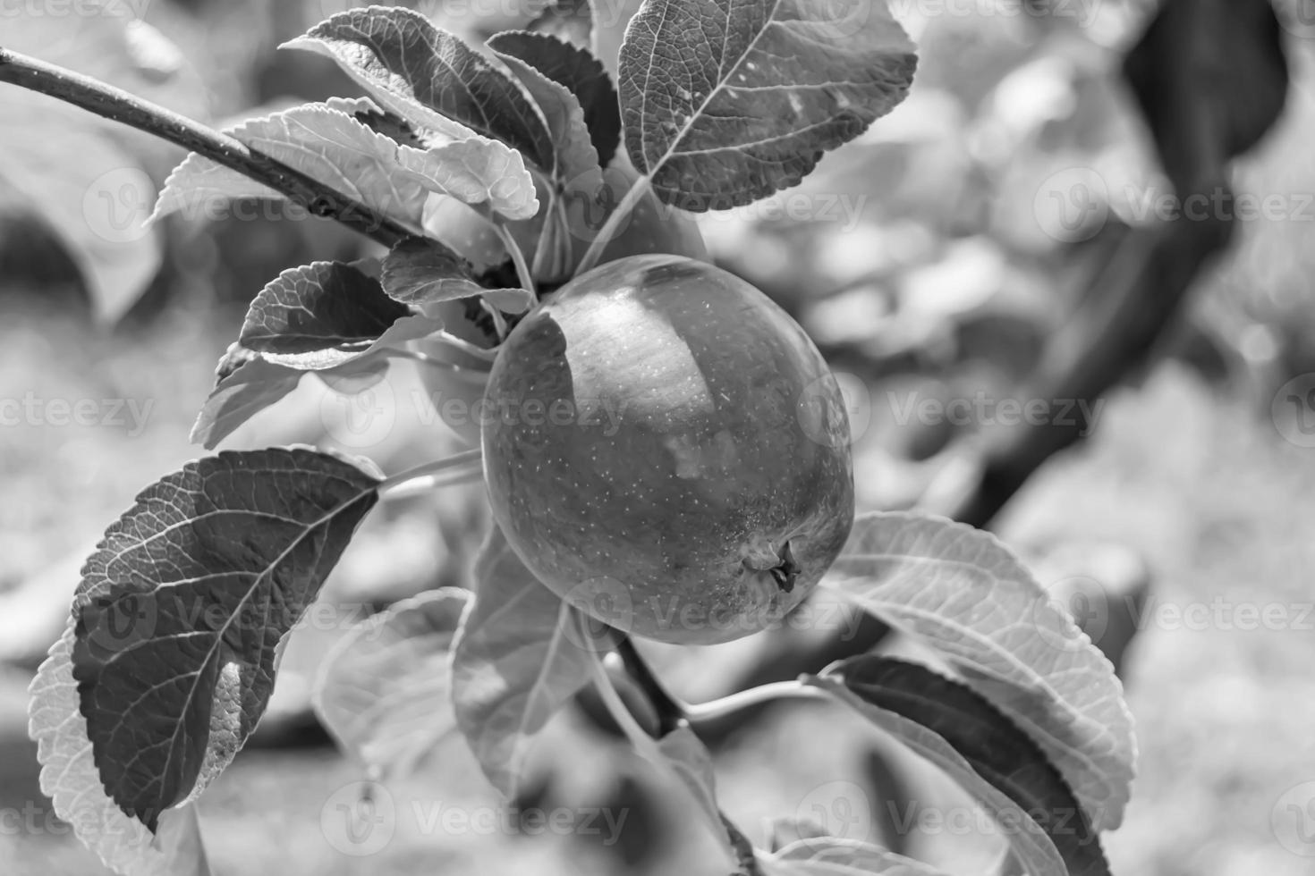 fotografía sobre el tema hermosa fruta rama manzano foto