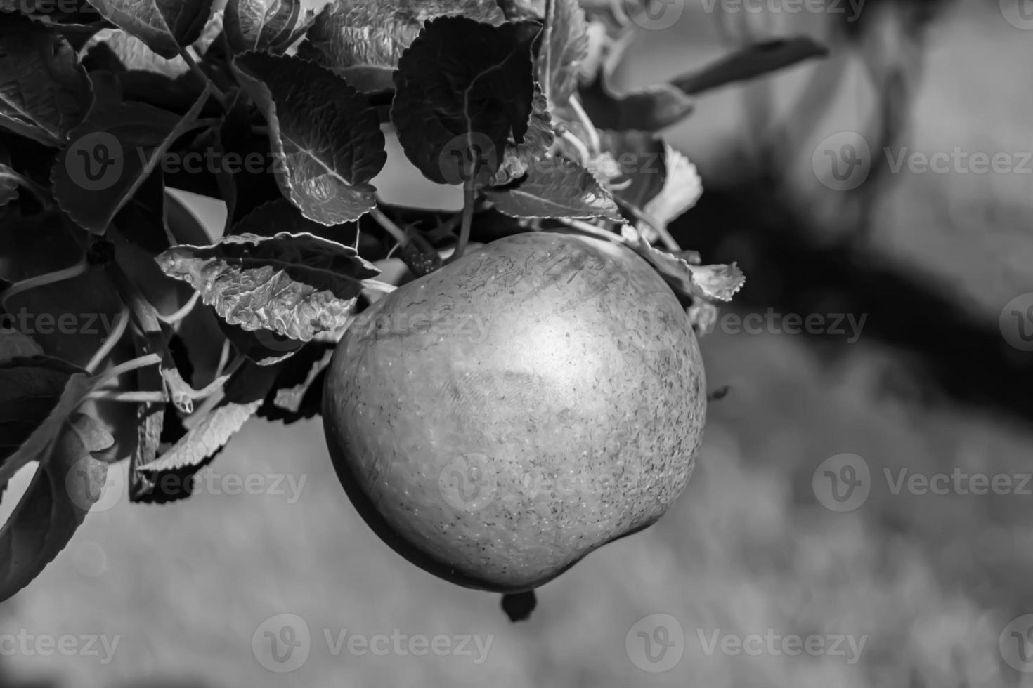 Photography on theme beautiful fruit branch apple tree photo