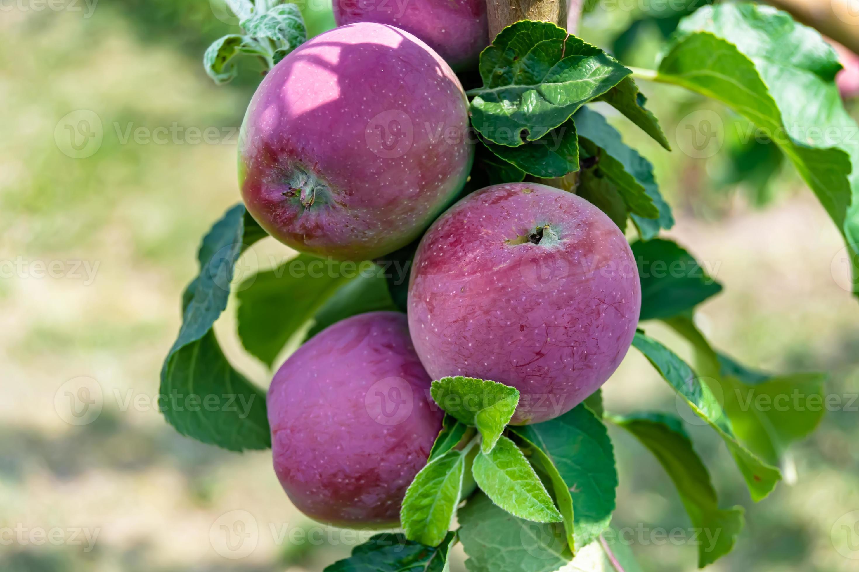 Photography on theme beautiful fruit branch apple tree 16657745 Stock