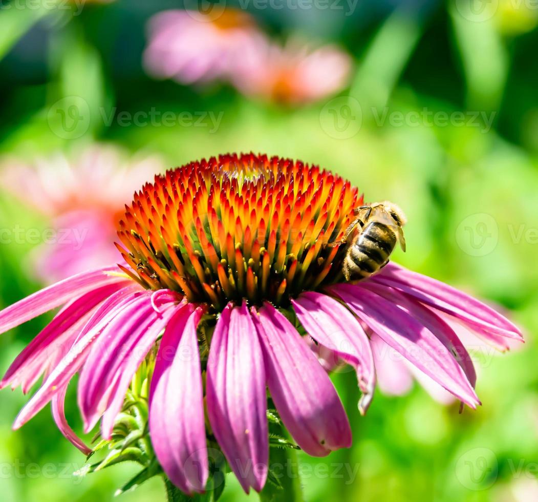 Beautiful wild flower winged bee on background foliage meadow photo