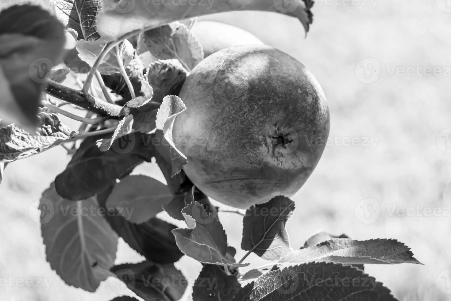 fotografía sobre el tema hermosa fruta rama manzano foto