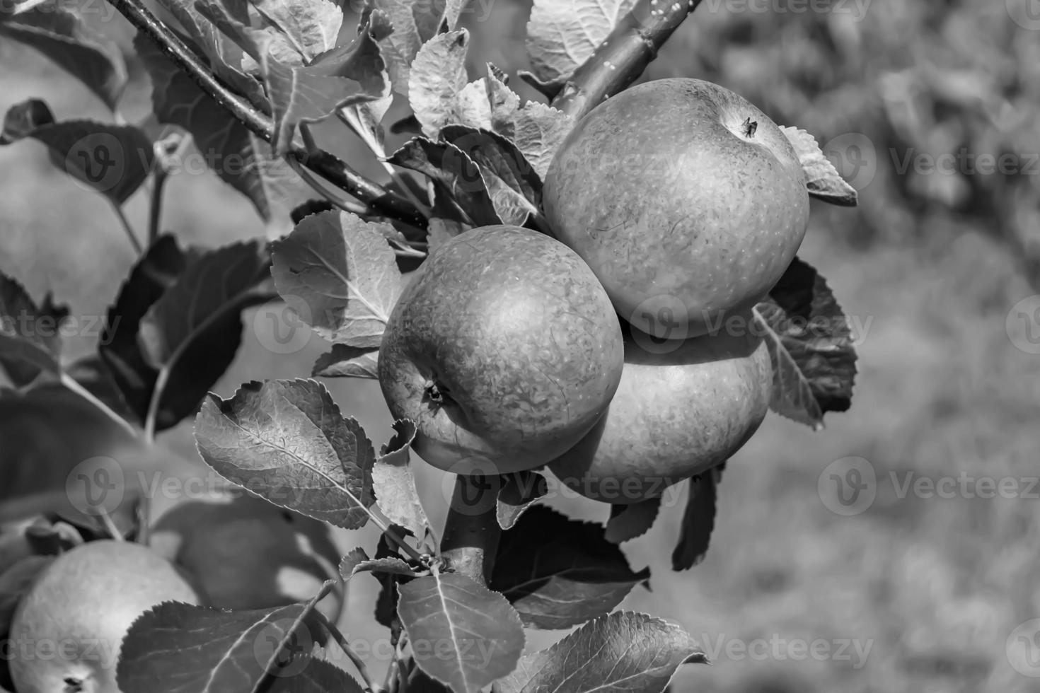 fotografía sobre el tema hermosa fruta rama manzano foto