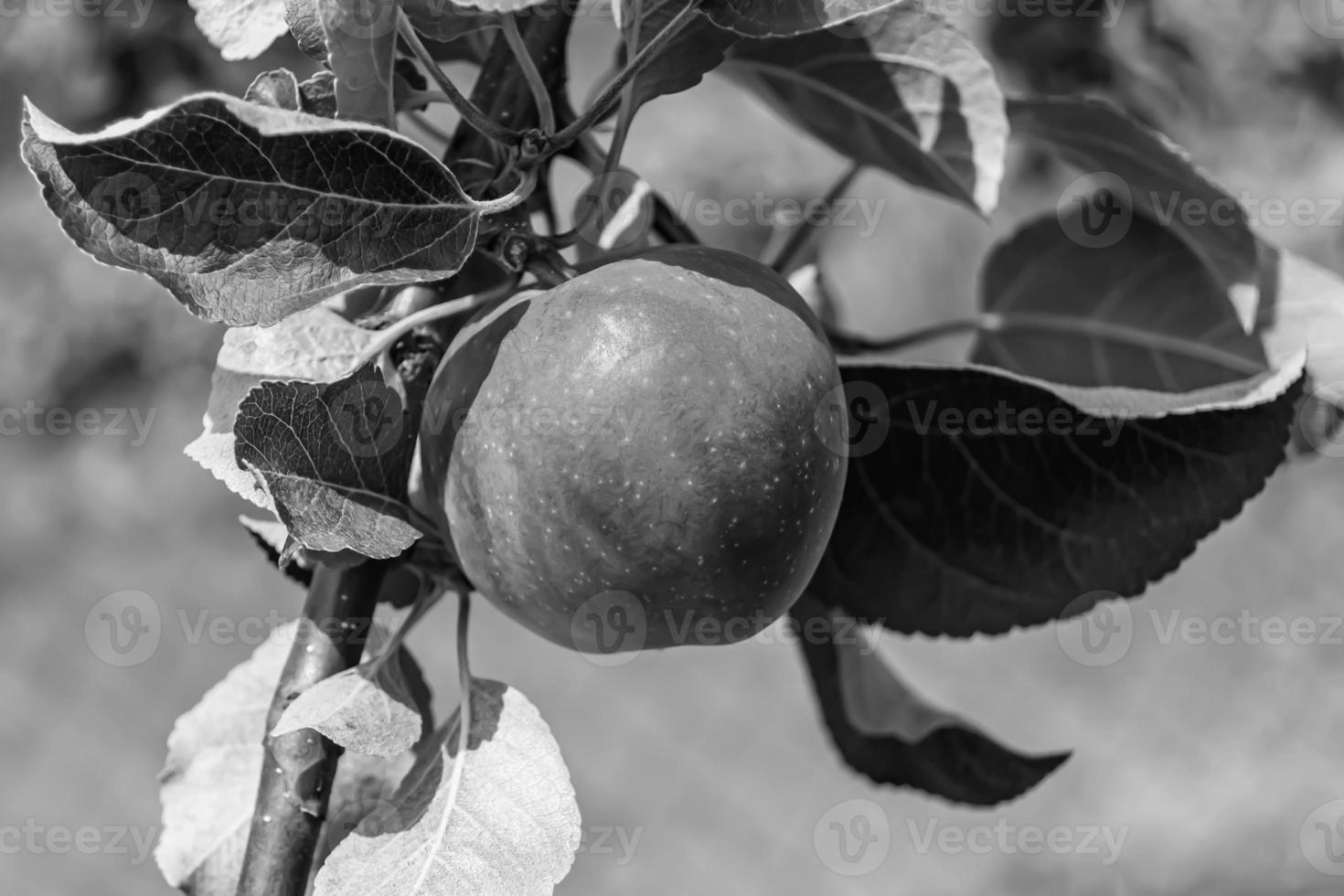 fotografía sobre el tema hermosa fruta rama manzano foto