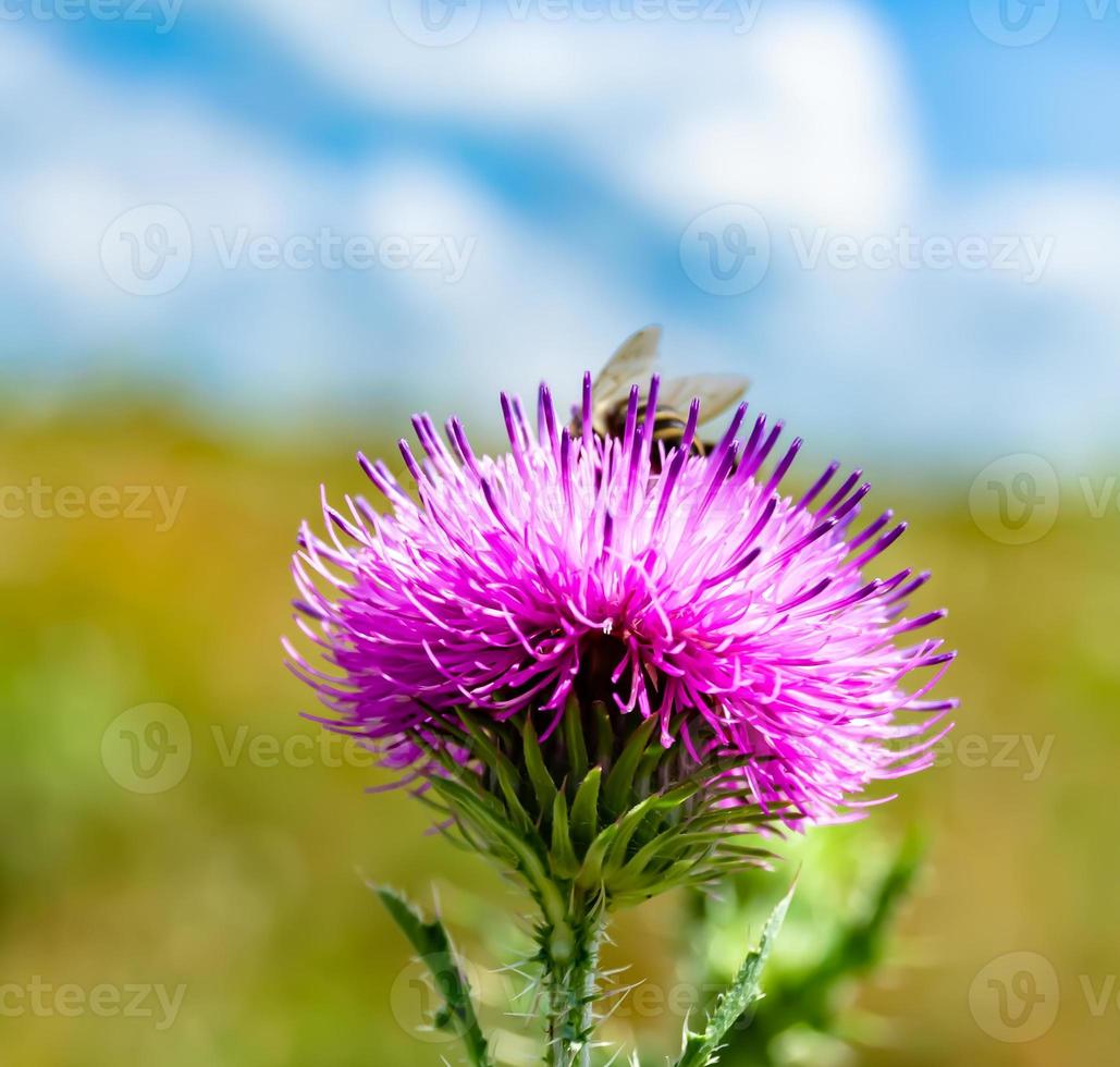 Beautiful wild flower winged bee on background foliage meadow photo