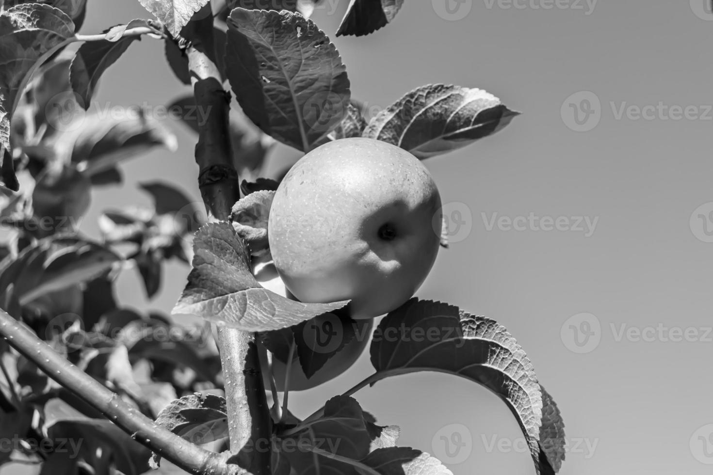 Photography on theme beautiful fruit branch apple tree photo