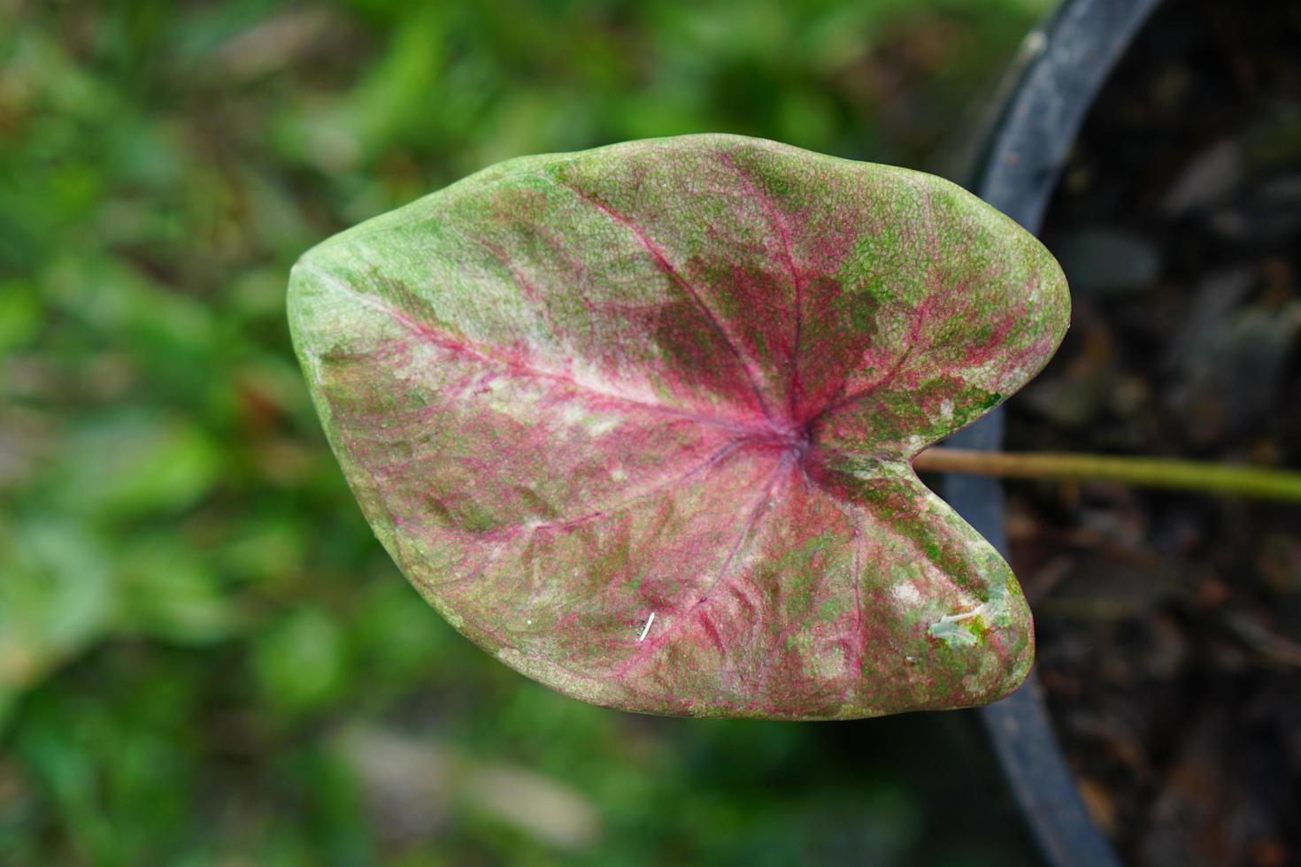 caladium bicolor in pot great plant for decorate garden photo