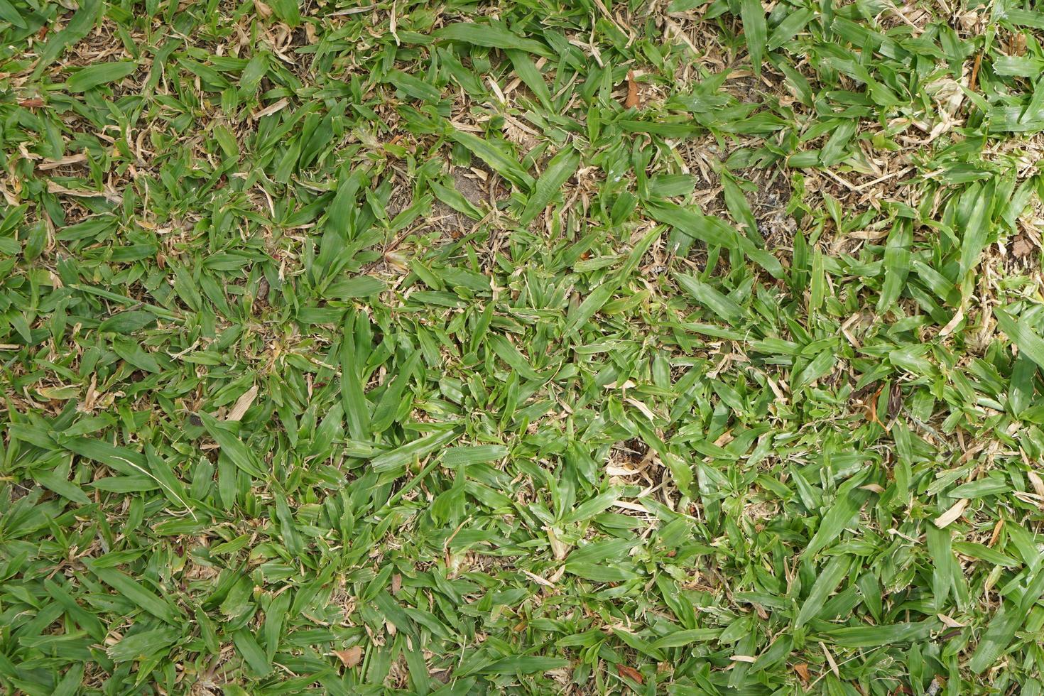 green grass, football field surface, top view. Empty space, design element. photo