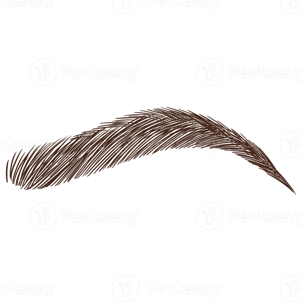 arte de línea de cejas marrones png