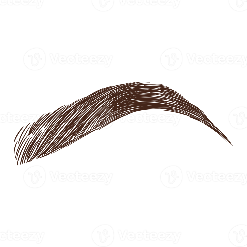 Brown Brow Illustration png
