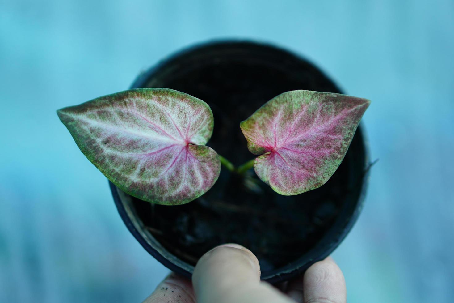 caladium bicolor in pot great plant for decorate garden photo