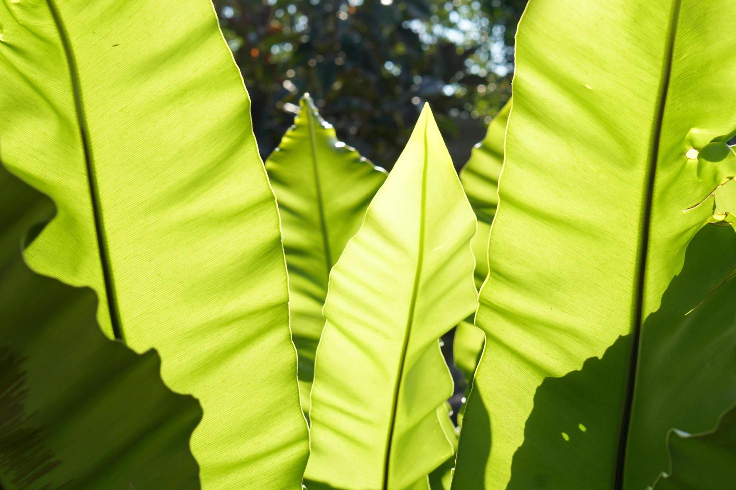 green leaf background with sunlight photo