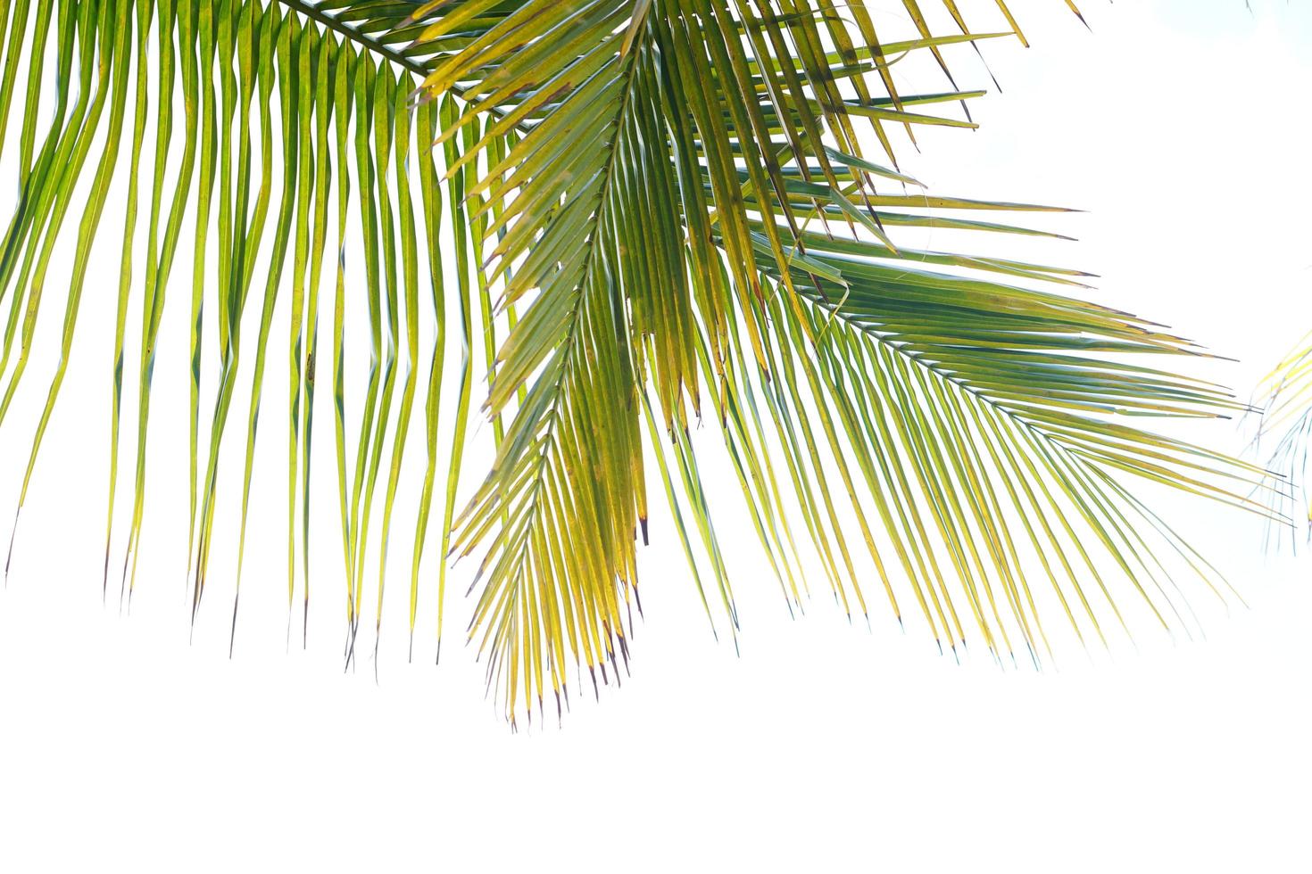 Coconut leaves on a white background photo