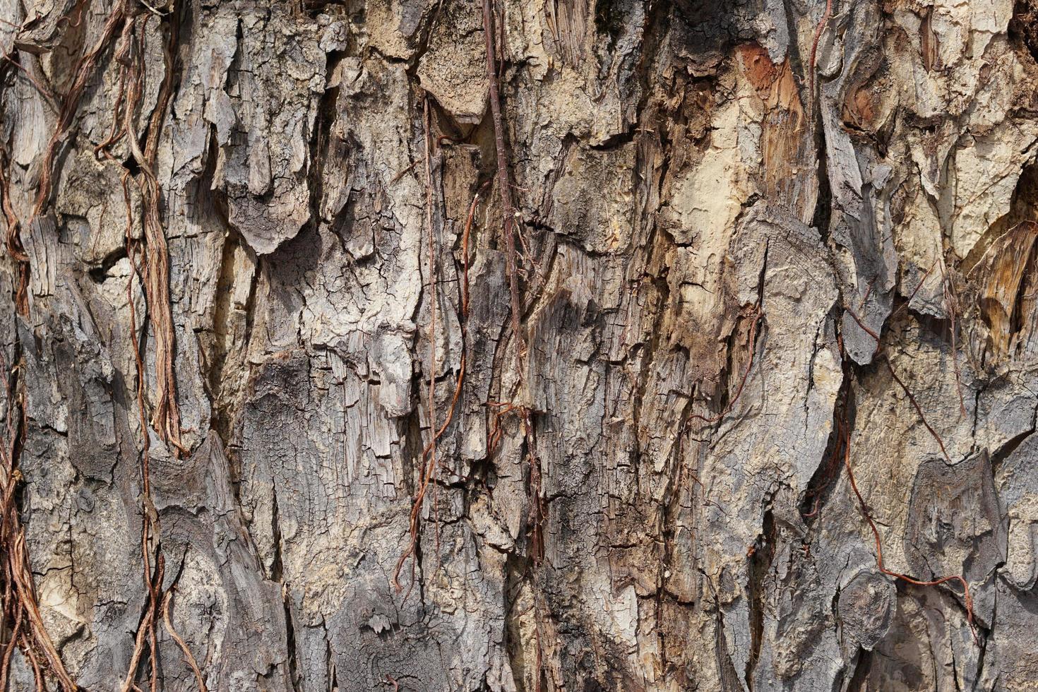 natural cracked bark pattern background photo