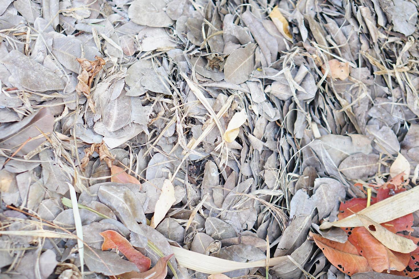 background leaves piled up in spring photo