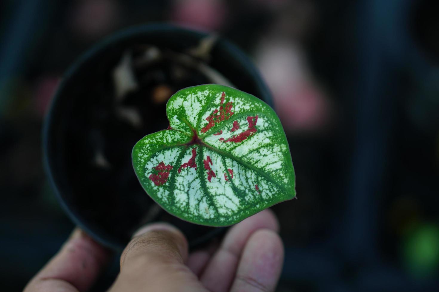 caladium bicolor in pot great plant for decorate garden photo