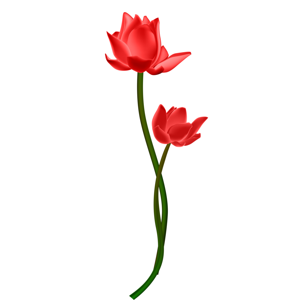 Free Red lily flower 16658526 PNG with Transparent Background