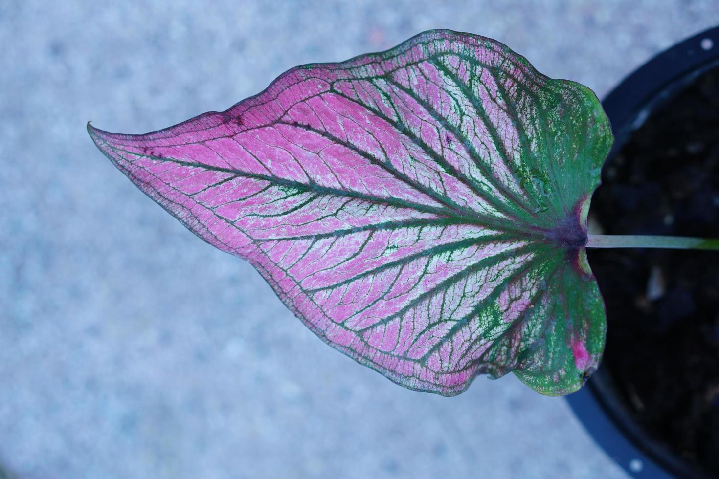 caladium bicolor in pot great plant for decorate garden photo