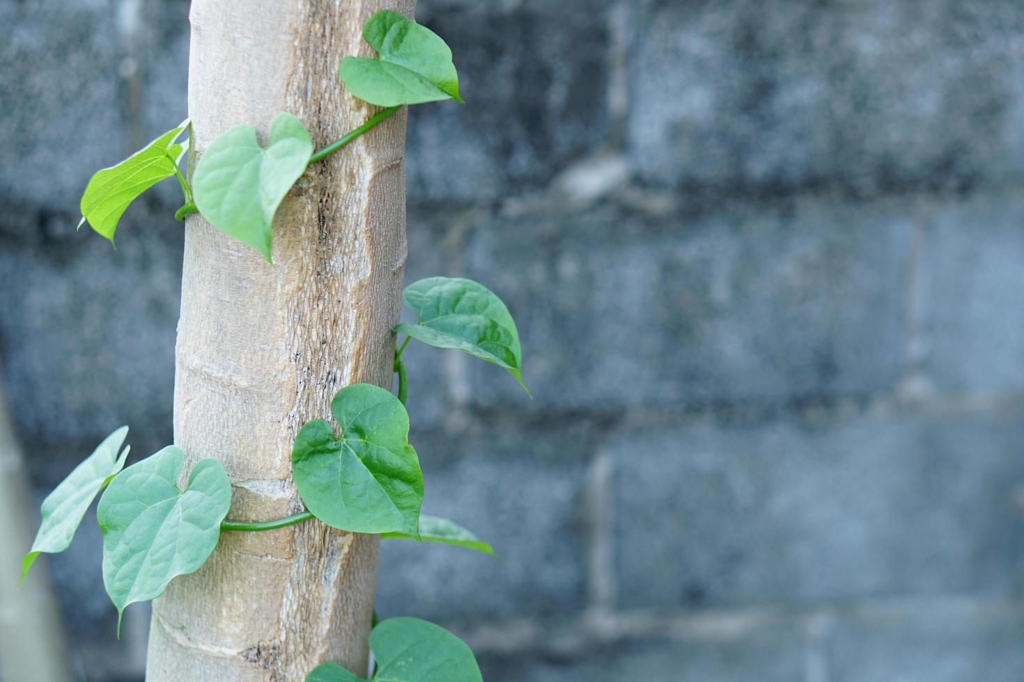 Background Vines grow around the trees. photo