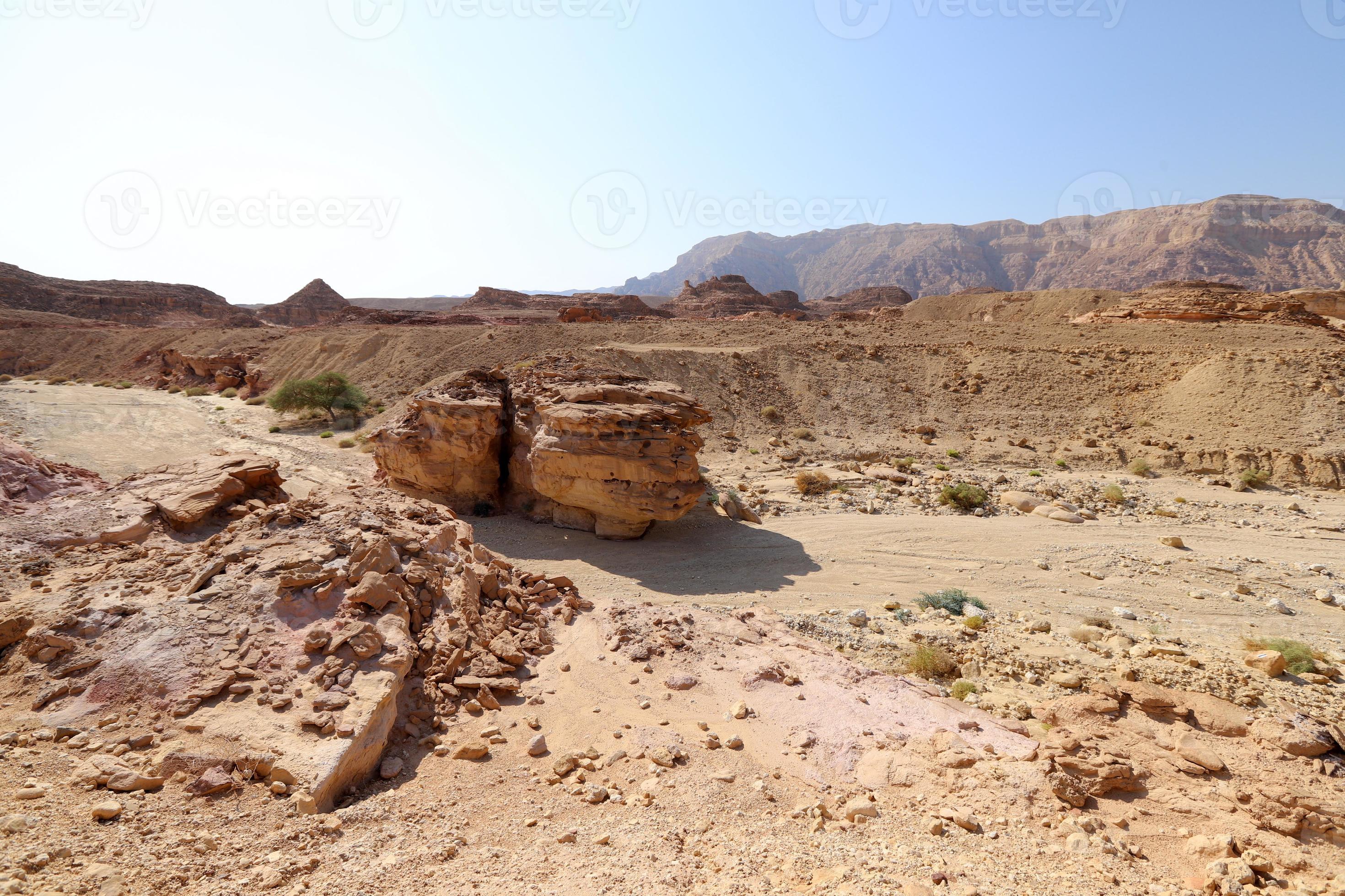 Negev Desert:  Life, Death, And Everything In Between - vcu6y6a