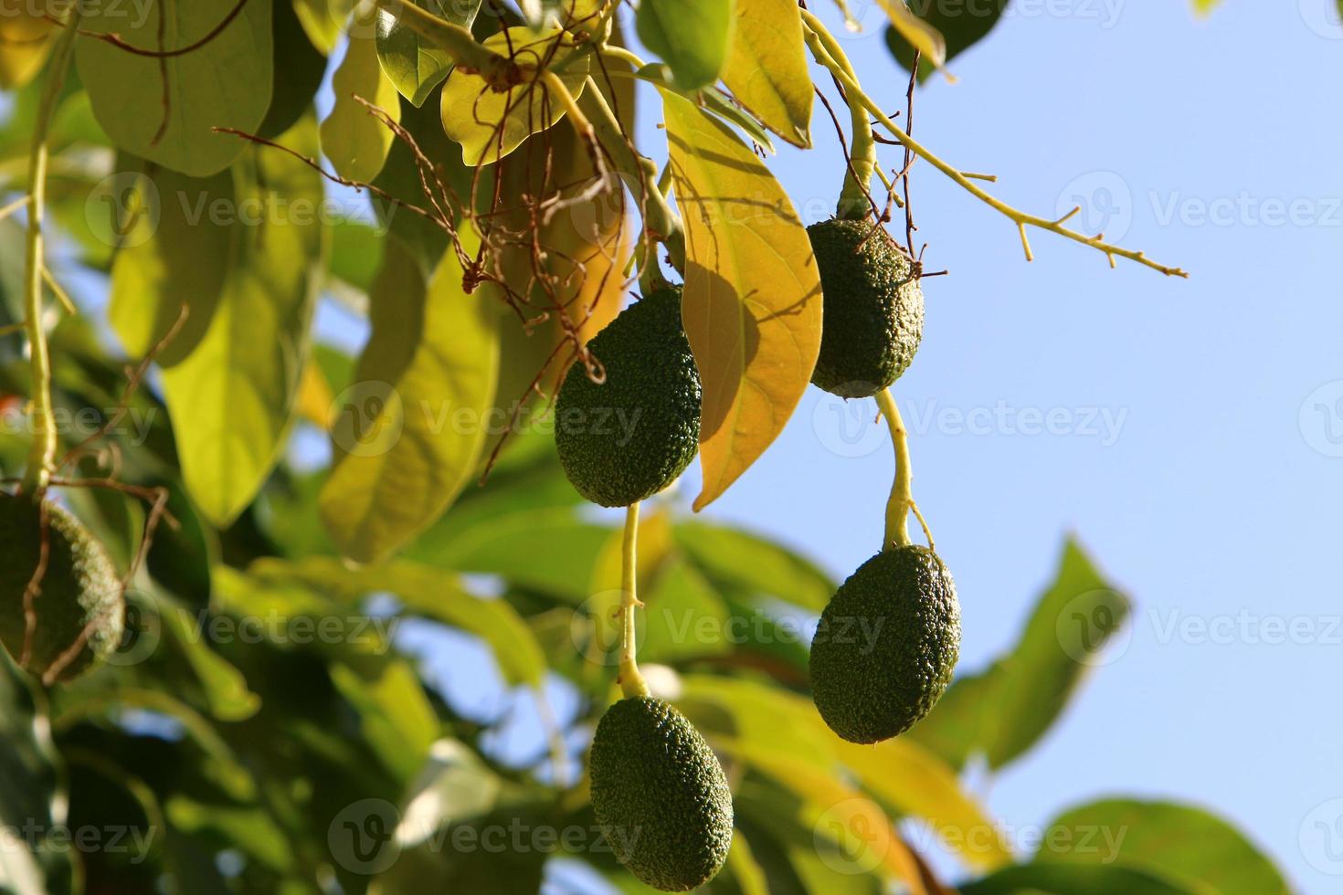 Large avocado fruits in a city park in Israel photo