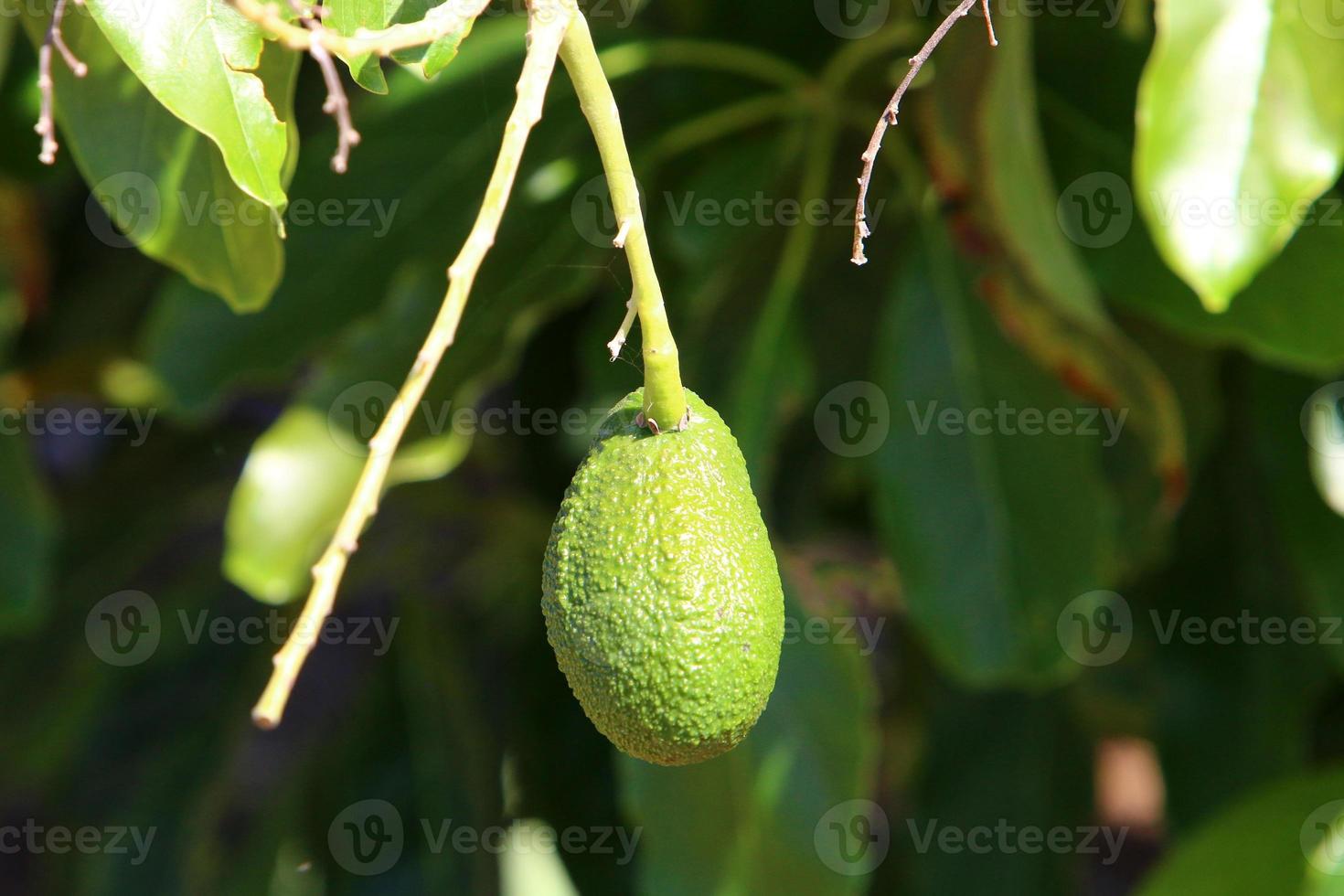 Large avocado fruits in a city park in Israel photo