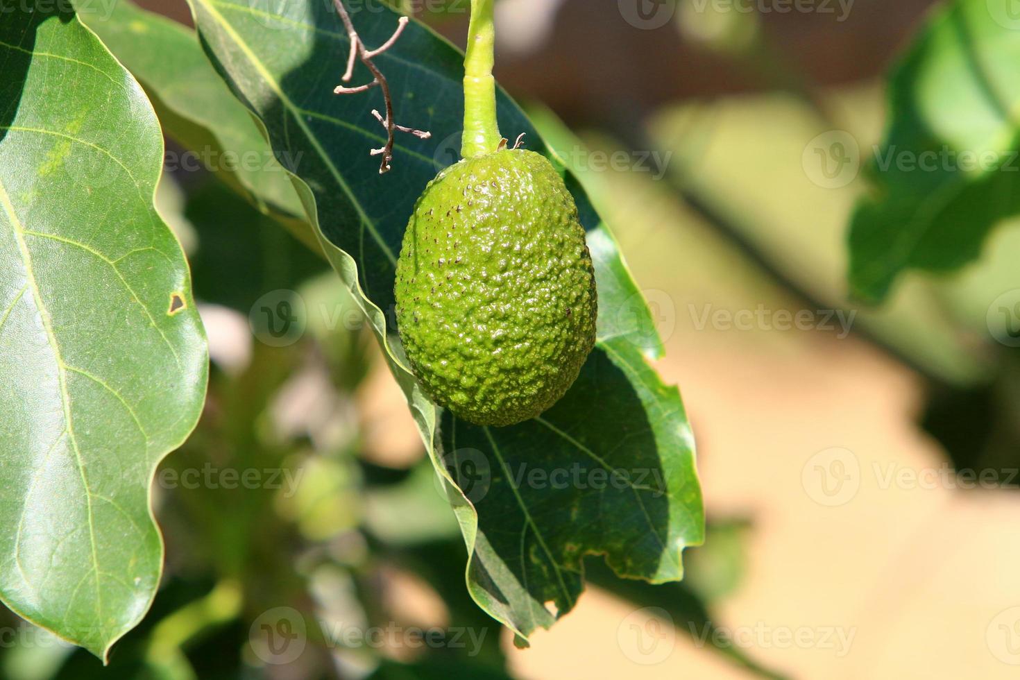 Large avocado fruits in a city park in Israel photo