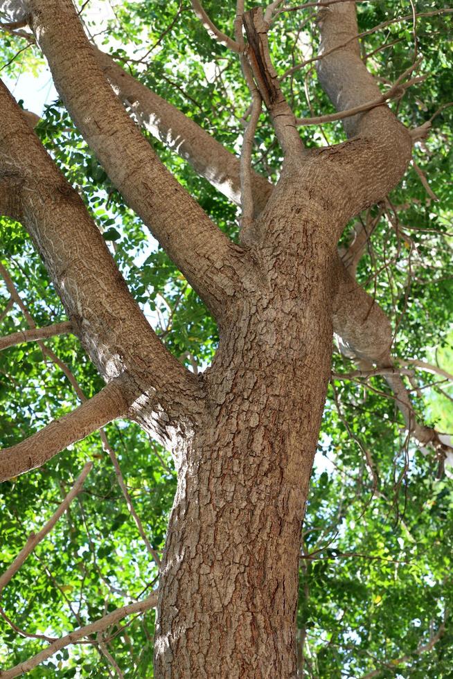 Thick trunk of a tall tree in a city par photo