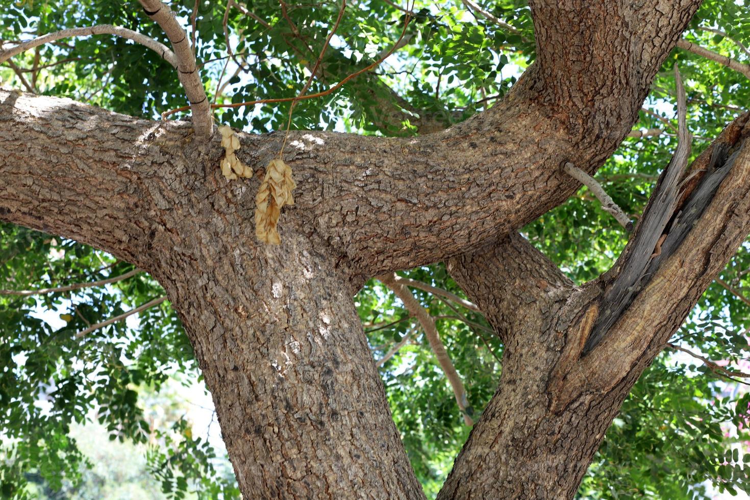 Thick trunk of a tall tree in a city par photo