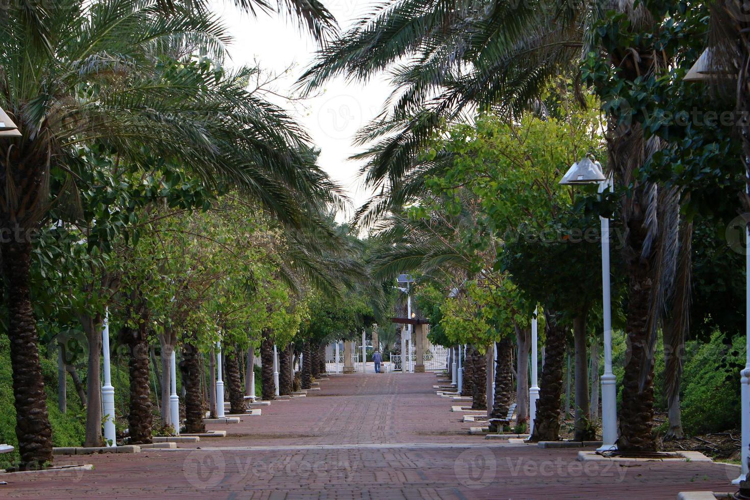 camino para peatones en un parque de la ciudad en el norte de israel. foto