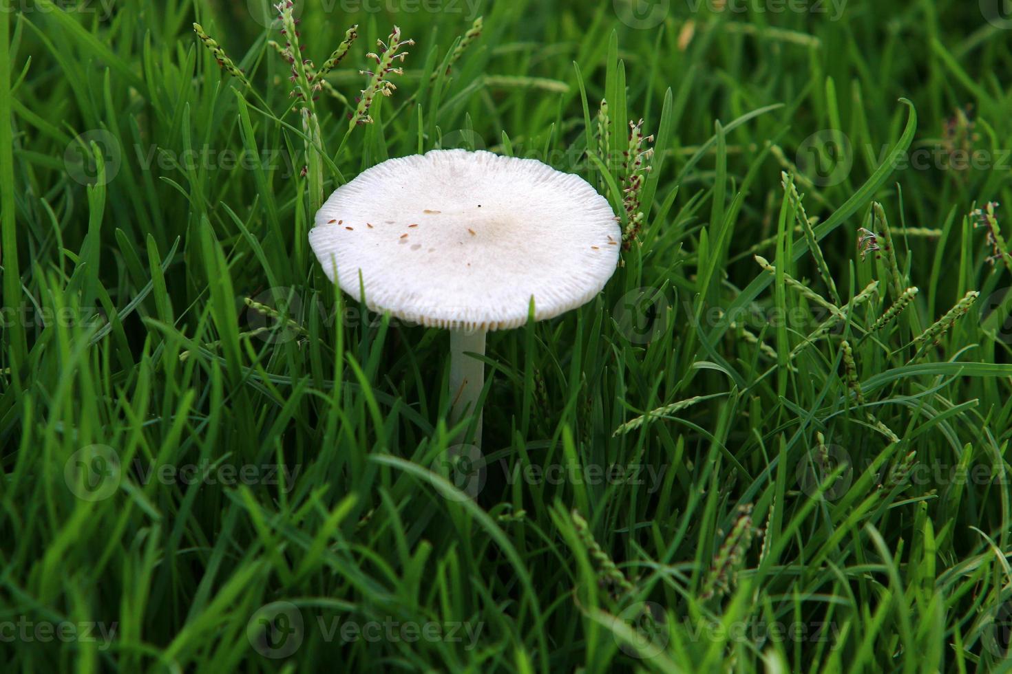 Mushrooms in a forest in northern Israel. photo