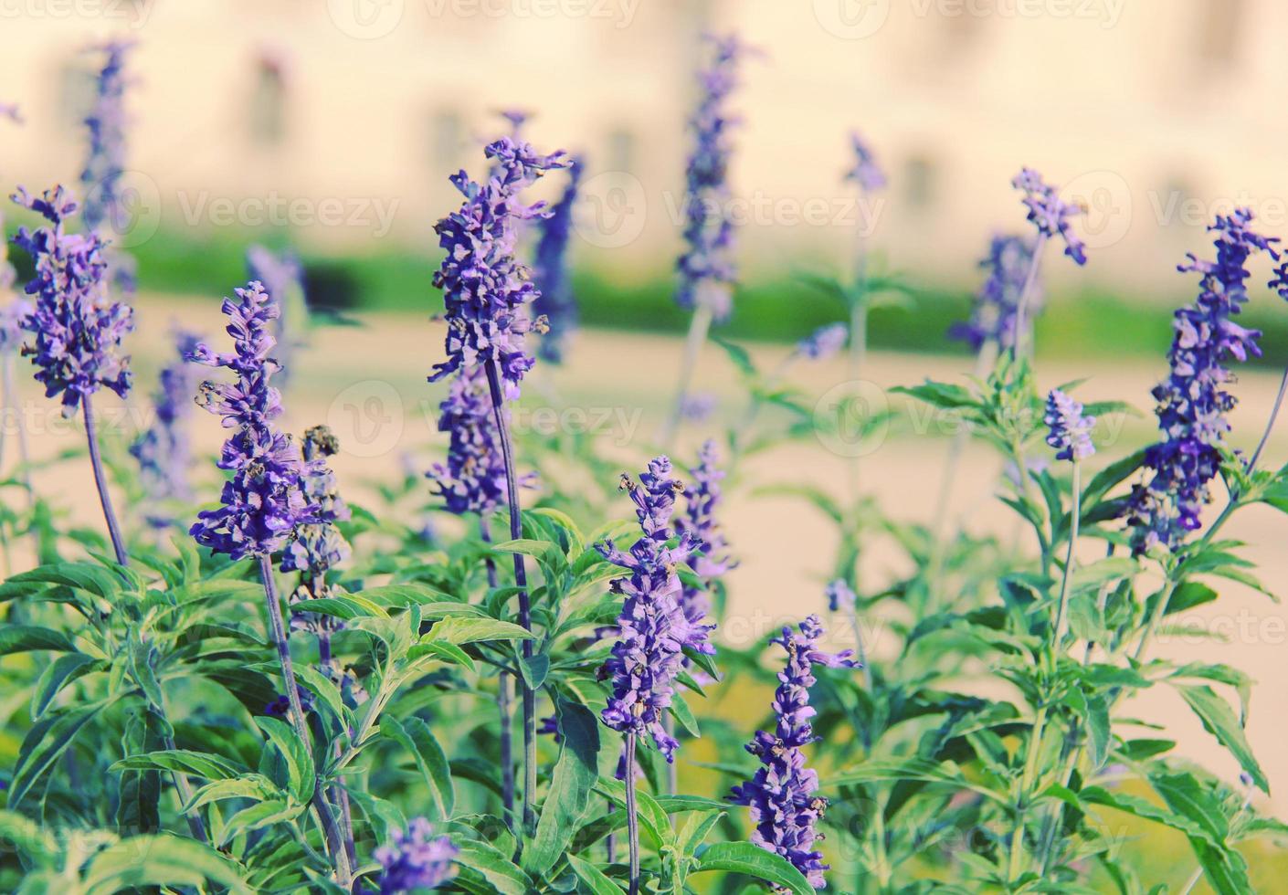 Purple flowers grass field with retro filter effect photo
