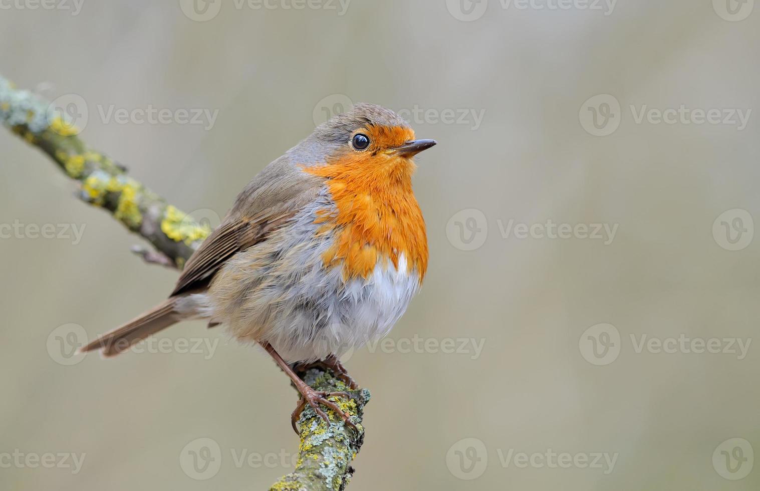 European robin Erithacus rubecula posing on a lichen branch with light and clean pale background photo