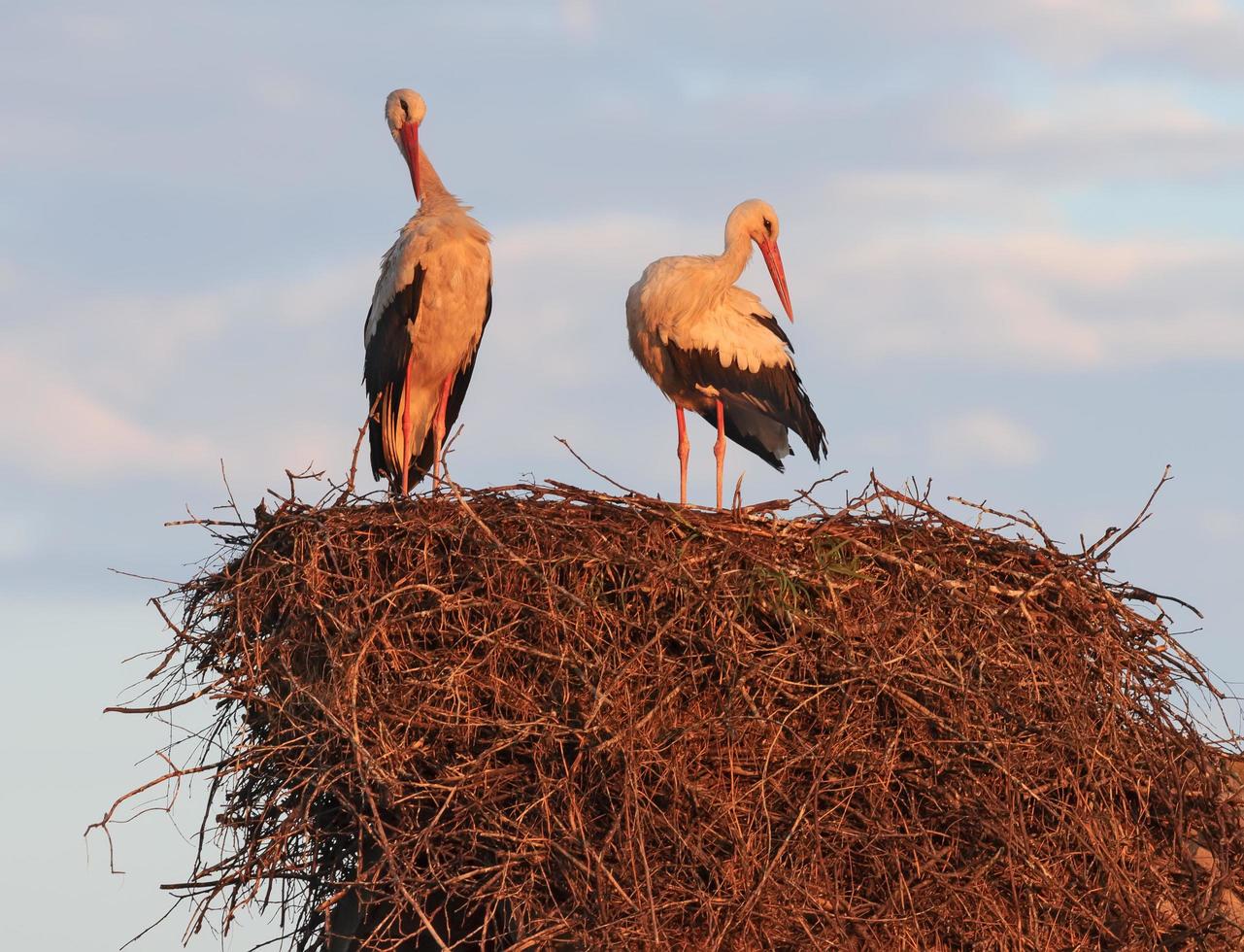 Family couple of male and female White storks Ciconia ciconia enjoy each other company on the nest in the morning photo