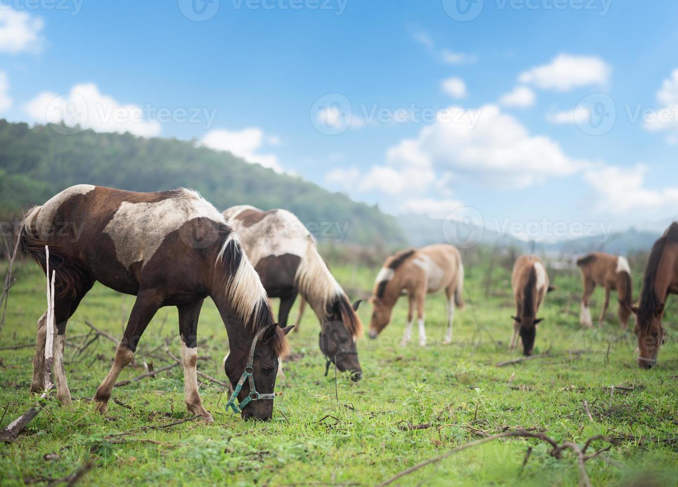 Group of horse eating fresh grass on the lawn sunlight mountain blue sky in the morning. Mammal horse feeding standing at the farm near the river and lawn mountain blue sky. Animals nature wildlife. photo