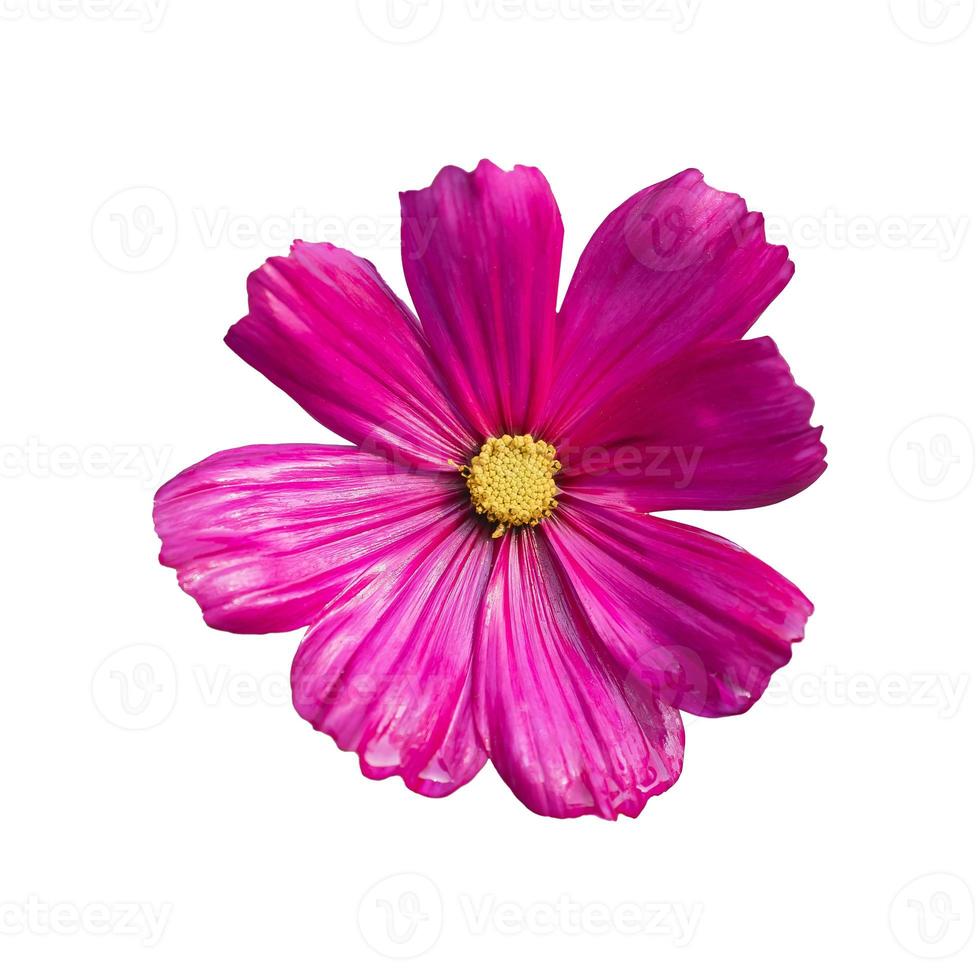 Pink cosmos bipinnatus flowers isolated on white background. Ornamental garden plant Cosmos bipinnatus close-up macro. Di-cut pink cosmos flowers on white screen. Nature flowers concept. photo