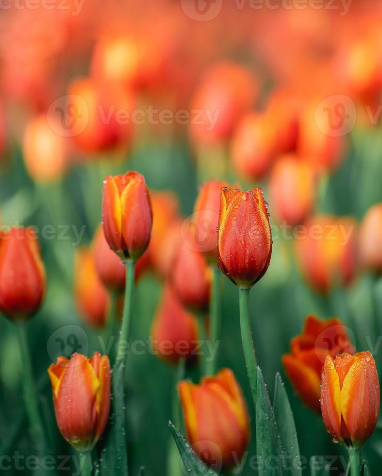 Close up buds oftulips with fresh green leaves at blur green background with copy space. Hollands tulip bloom in an orangery spring season. Floral wallpaper banner for floristry shop. Flowers concept. photo