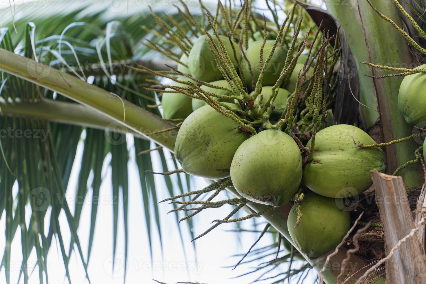 Fresh coconuts on the coconut tree on a clear blue sky day. Sweet coconuts. in the coconut garden Ready to harvest. fresh fruit concept. photo