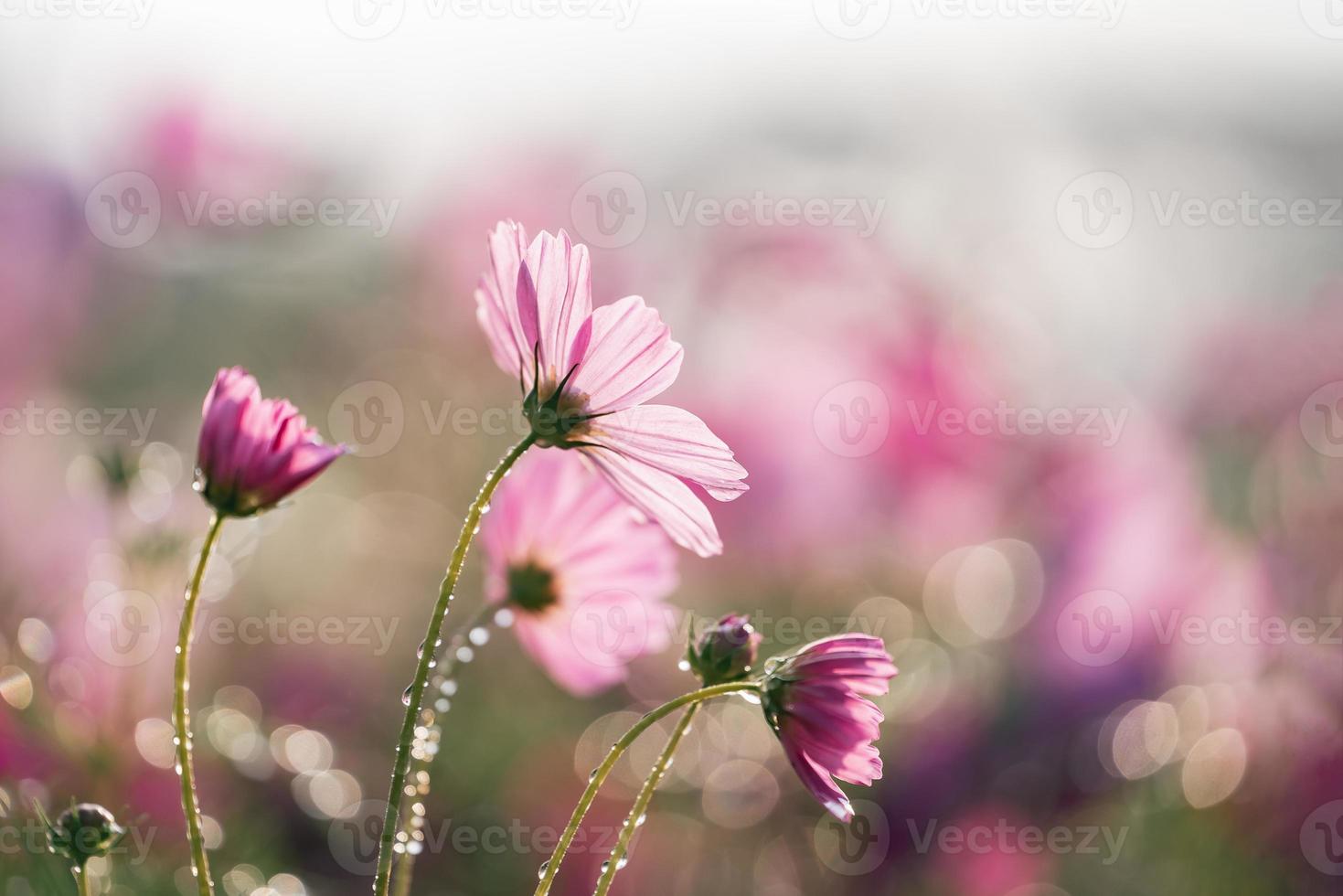 Beautiful cosmos flowers blooming in garden. Colorful cosmos flowers in spring morning and blue sky. Cosmos flowers at the farm in sunrise in the morning at chiang rai. North of thailand. photo