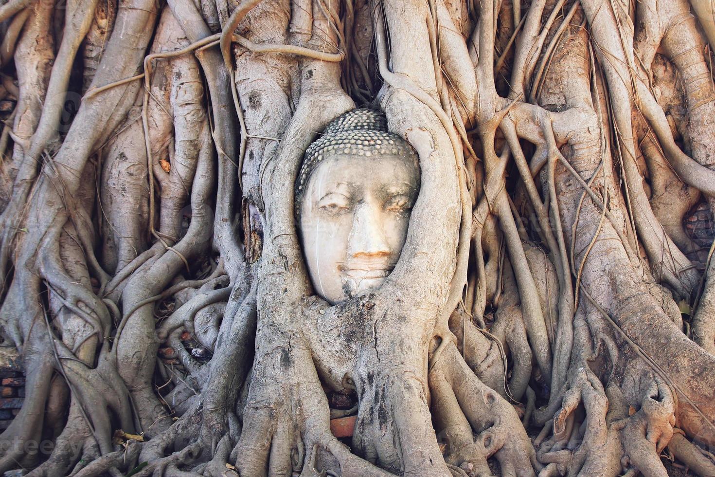Head of a stone Buddha in the tree roots.  Wat Mahathat, Ayutthaya Historical park. Ayutthaya, Thailand. photo
