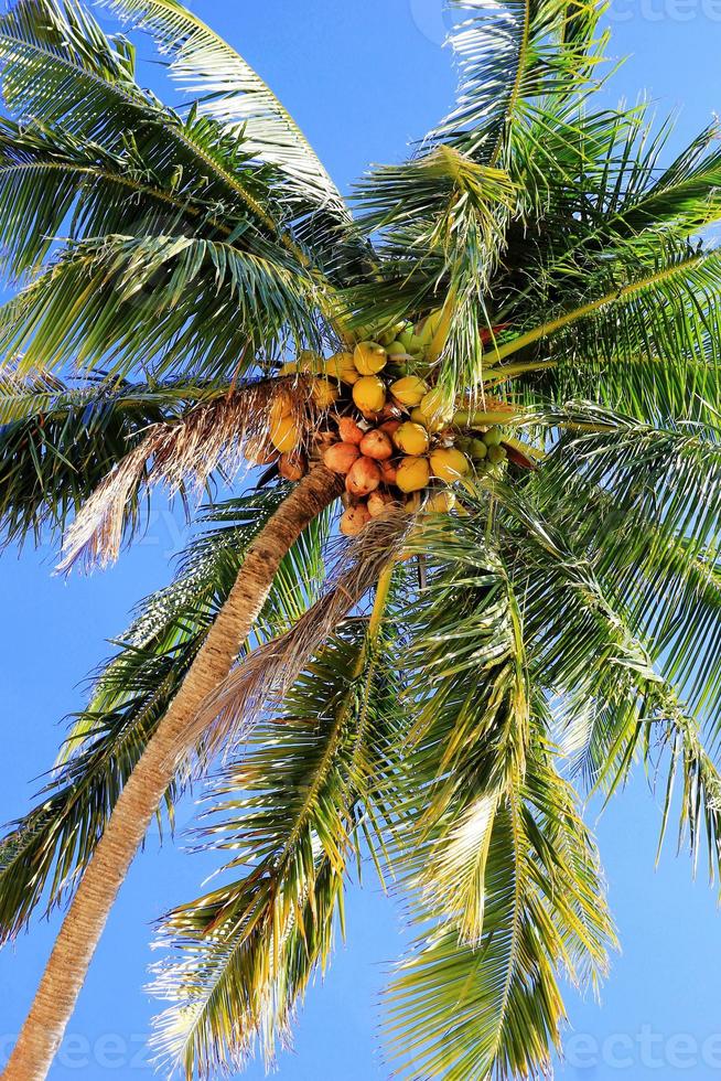 la vista de las palmeras de coco sobre un fondo de cielo azul. ko chang, tailandia. foto