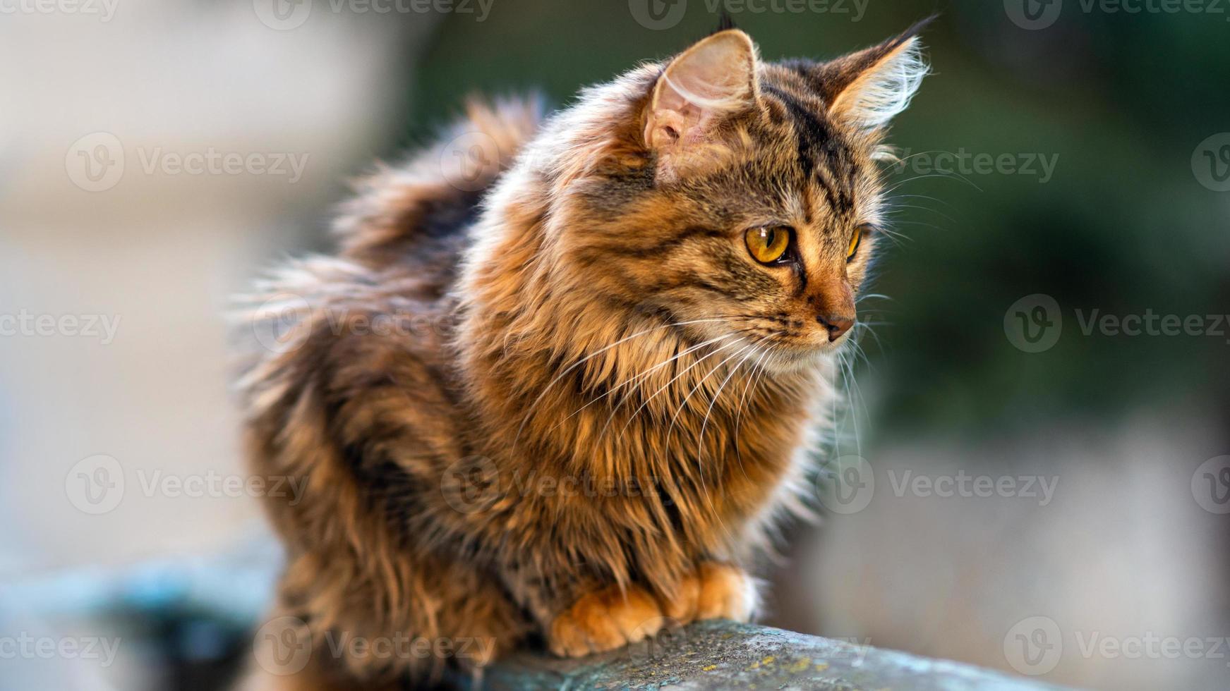 Close-up portrait of a gray striped domestic cat.Image for veterinary clinics, sites about cats, for cat food. photo